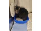 Adopt Nugget a All Black Domestic Mediumhair / Domestic Shorthair / Mixed cat in