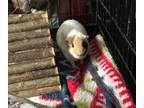 Adopt Wilbur - Kitchener a White Guinea Pig / Mixed small animal in Kitchener