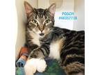 Adopt Posch a Brown or Chocolate Domestic Shorthair / Domestic Shorthair / Mixed