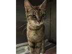Adopt Pistachio a Brown or Chocolate Domestic Shorthair / Domestic Shorthair /
