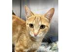 Adopt Peach Juice a Orange or Red Domestic Shorthair / Domestic Shorthair /