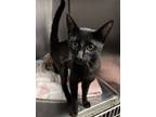 Adopt Bynx (Big Boy) a All Black Domestic Shorthair / Domestic Shorthair / Mixed