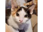 Adopt Sorbet a White Domestic Shorthair / Mixed cat in Fort Worth, TX (38588998)