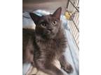 Adopt Spalding a Gray or Blue Domestic Longhair / Domestic Shorthair / Mixed cat
