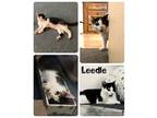 Adopt Leedle a All Black Domestic Shorthair / Domestic Shorthair / Mixed cat in