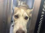 Adopt Nala a Gray/Blue/Silver/Salt & Pepper Husky / Mixed dog in Fort Worth
