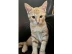 Adopt Mango a Orange or Red Domestic Shorthair / Domestic Shorthair / Mixed cat