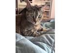 Adopt Montana a Brown or Chocolate Domestic Shorthair / Domestic Shorthair /