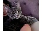 Adopt Felix a Gray or Blue Domestic Shorthair / Domestic Shorthair / Mixed cat