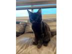 Adopt Jay a All Black Domestic Shorthair / Domestic Shorthair / Mixed cat in