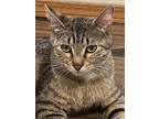 Adopt Precious a Brown or Chocolate Domestic Shorthair / Domestic Shorthair /