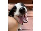 Adopt Lucy a White - with Black Border Collie / Miniature Bull Terrier / Mixed