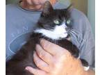 Adopt Foxy a Black & White or Tuxedo Maine Coon (long coat) cat in Frederick