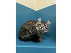 Adopt Kaita a Tan or Fawn Tabby Domestic Mediumhair (medium coat) cat in