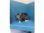 Adopt Sally Sue a Tan or Fawn Tabby Domestic Longhair (long coat) cat in