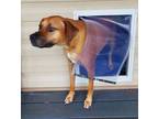 Adopt Duke a Labrador Retriever / Hound (Unknown Type) dog in Ridgeland