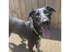 Adopt Luna Moon a Black Labrador Retriever / Australian Shepherd / Mixed dog in