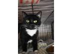 Adopt Mittens - Bonded to Binx a All Black Domestic Shorthair / Domestic