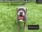 Adopt Minnie a Pit Bull Terrier