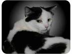 Adopt Taryn a Black & White or Tuxedo Domestic Shorthair (short coat) cat in