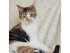 Adopt Jill 2 a Calico or Dilute Calico Domestic Shorthair / Mixed cat in