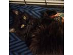 Adopt Phantom a Domestic Medium Hair