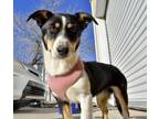 Adopt Courtney a Corgi, Australian Shepherd