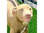 Adopt Star - $50 Adoption Fee! a Terrier