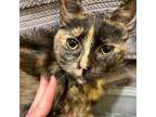 Adopt Honey a Tortoiseshell, Domestic Short Hair