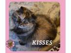 Adopt Kisses a Scottish Fold