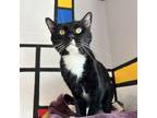 Adopt Hades a All Black Domestic Shorthair / Mixed cat in Los Angeles