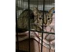 Adopt Gabby Gerber (WC-) a American Shorthair