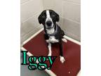 Adopt Iggy 122464 a Black Pit Bull Terrier dog in Joplin, MO (37902185)