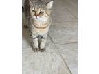 Adopt Seraphina a Scottish Fold