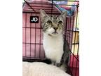 Adopt JD a Gray or Blue Domestic Shorthair / Domestic Shorthair / Mixed cat in