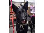 Adopt Dove a German Shepherd Dog, Mixed Breed