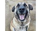 Adopt ARIA a Tan/Yellow/Fawn Anatolian Shepherd / Mixed Breed (Large) / Mixed