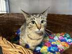 Adopt Priscilla a Domestic Short Hair