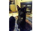 Adopt Mischief a Black (Mostly) American Shorthair (medium coat) cat in