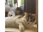 Adopt Cookie and Cleo a Cream or Ivory American Shorthair (medium coat) cat in