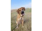 Adopt Moe a Tan/Yellow/Fawn - with Black Black Mouth Cur / Hound (Unknown Type)