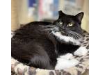 Adopt Coco a Black & White or Tuxedo Domestic Mediumhair (medium coat) cat in