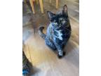 Adopt Winnie a Domestic Short Hair