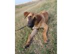 Adopt Curlie a Tan/Yellow/Fawn - with Black Black Mouth Cur / Hound (Unknown