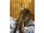 Adopt Mrs.Mittens a Domestic Short Hair