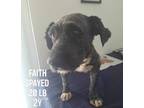 Adopt Faith a Shih Tzu, Terrier