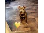 Adopt Kano a Gray/Silver/Salt & Pepper - with Black American Pit Bull Terrier /