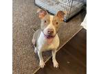 Adopt Pebbles a Tan/Yellow/Fawn Pit Bull Terrier / Mixed dog in Columbus
