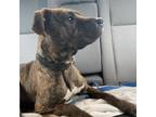 Adopt Growlithe a Brindle American Pit Bull Terrier / Mixed dog in Columbus