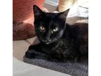 Adopt Black Canary a Tortoiseshell Domestic Shorthair / Mixed cat in Middletown